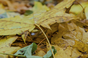 Autumn fallen leaves on the ground in the park