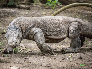 Komodo Dragon
