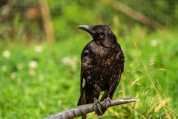 Crow is sitting on a horn of a dead animal