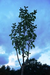 Prinzenapfel,baum, himmel, natur, green, blau, landschaft, sommer, wald, cloud, holz, gras, blatt, föhre, ast, pflanze, frühling, weiß, umwelt, bäuerlich, feld, ausserhalb, wiese, 