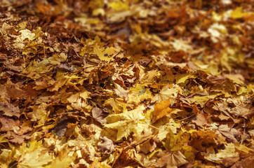 Autumn fallen leaves on the ground in the park