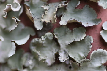 Macro shot of lichen on a red metal fence
