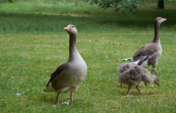 Couple of  greylag geese with two goslings in London Hyde Park
