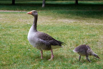 Adult greylag goose with gosling in London Hyde Park