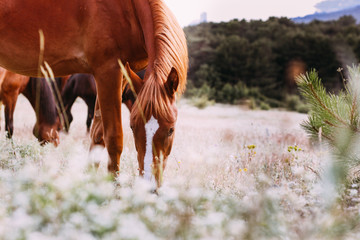 Young red horse grazing in a meadow, the background meadow