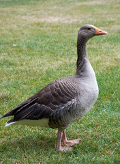 Naklejka na ściany i meble Adult greylag goose on the grass in London Hyde Park