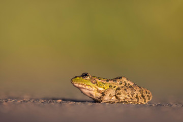 frog on the floor