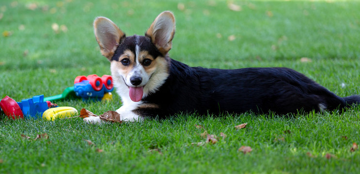 Welsh Corgi H&uuml;ndin tricolour