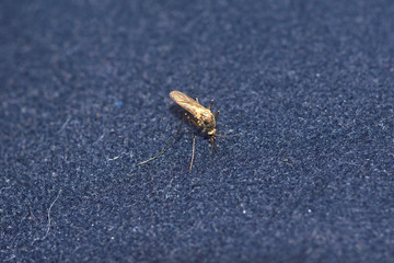 Mosquito on blue rough fabric/The mosquito sits on the fabric. Portrait, close-up. Behind the green background. Nature, macro, close-up. Russia, Moscow region, Shatura