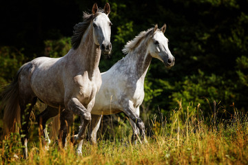 Trabende Pferde auf der Weide