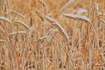 Wheat field. Ears of golden wheat close up.