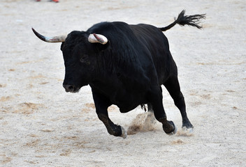bull black in spain