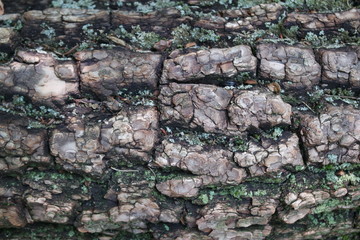 tree close up, texture background