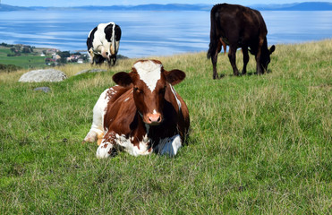 A herd of cows grazing in the mountains by the sea. Sunny day. Light clouds. Livestock in Norway.