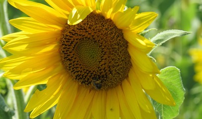 Closer Look at a Sunflower