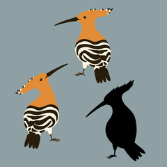 hoopoe bird vector illustration flat style  silhouette