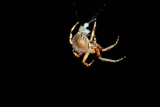 Cross Orb Weaver Spider