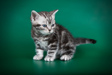 studio photography of an American shorthair cat on colored backgrounds