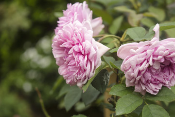 Fading blooms of pink Cabbage Roses, also known as Centifolia Muscosa.