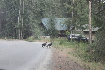 Wild Turkeys