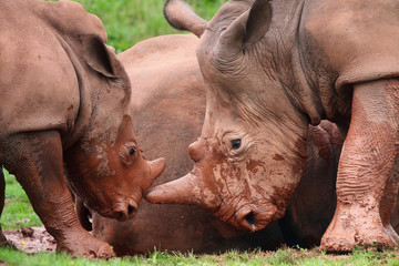 Obraz premium Rhinoceros