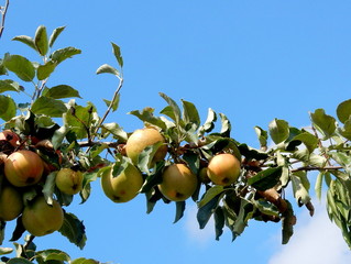 mele sul ramo