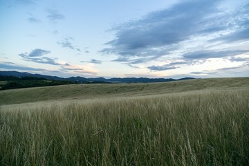 Obraz premium Green grass on meadow. Slovakia