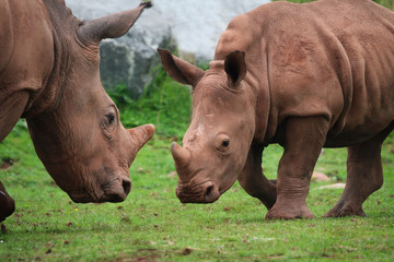 Fototapeta premium Rhinoceros