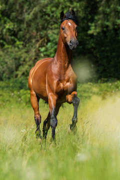 Trabendes Pferd auf der Weide