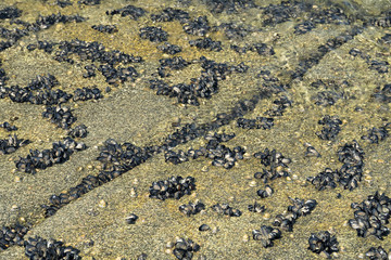 Mussels on rocks. Beautiful pattern.