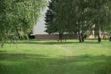 Trees in the park. Slovakia