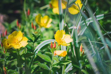 Yellow garden flowers Oenothera fruticosa. Natural summer background.