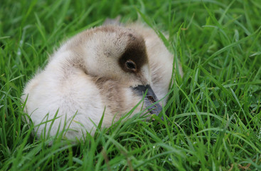 Duckling sleeping on grass
