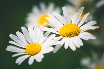 Obraz premium Large garden chamomile. Close-up, selective focus.