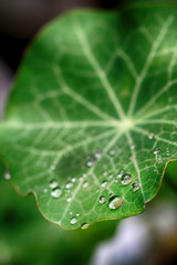The Droplets Of Dew on Wild Ginger