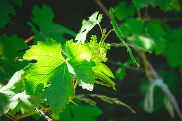 Leaves and unripe berries of the garden grapes in the bright sunlight of the summer sun. Close-up, selective focus.