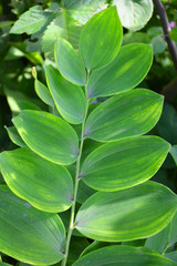 green, leaf, plant, nature, leaves, herb, foliage, fresh, garden, macro, spring, basil, summer, tree, natural, clover, isolated, closeup, growth, flora, white, environment, food, bright, plants