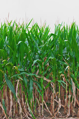 Obraz premium Maisfeld