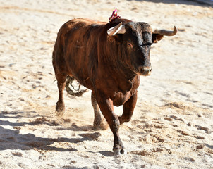 bull in spain