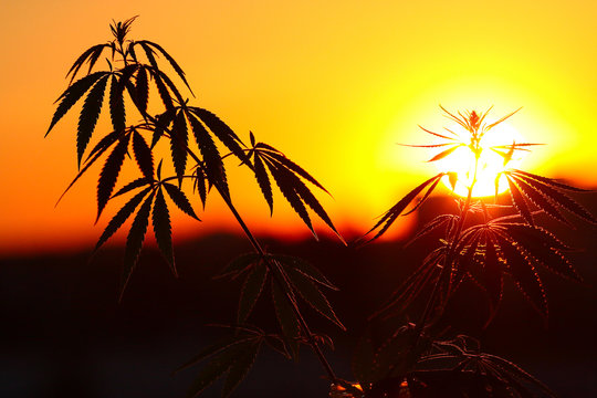 Marijuana bush, cannabis plants before harvest in sunlight at sunset of setting sun. Thematic photos of hemp, background image