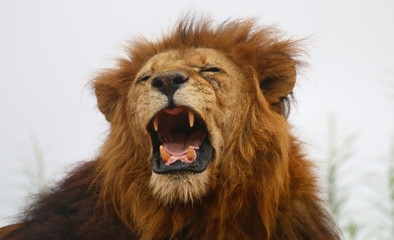 A roaring Lion