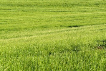 Green grass on meadow. Slovakia