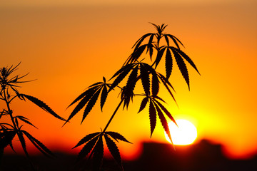 Marijuana bush, cannabis plants before harvest in sunlight at sunset of setting sun. Thematic photos of hemp, background image