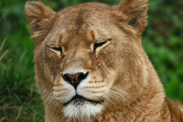 Fototapeta na wymiar Lion head portrait