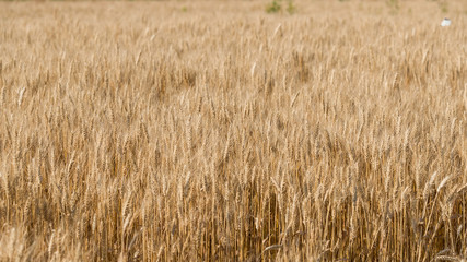 ripening ears of yellow wheat field. Rye rural meadow background. Nature. Rich harvest.