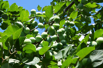 plum, prune, green, plant, nature, leaf, leaves, tree, summer, spring, garden, branch, food, fresh, flower, flora, foliage, forest, growth, herb, natural, closeup, vegetable, bush