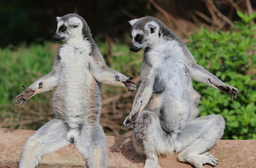 Two Lemurs getting the heat of the sun