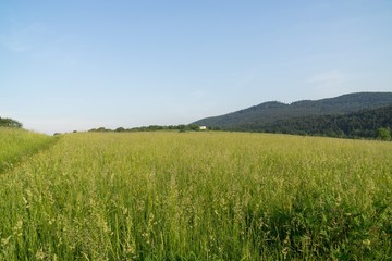 Grass on the meadow. Slovakia