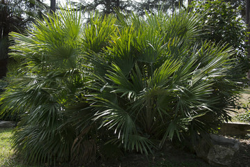 palms nature decorative shrubs plants summer europa holidays