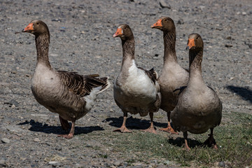 Geese